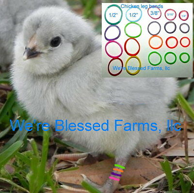 We're Blessed Farms Chicken Leg Bands Chick Multi Color Elastic~usa Made Sold