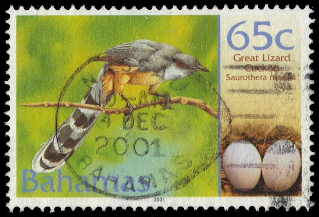 Bahamas 1016 - Great Lizard Cuckoo "saurotheria Merlini" (pf41616)