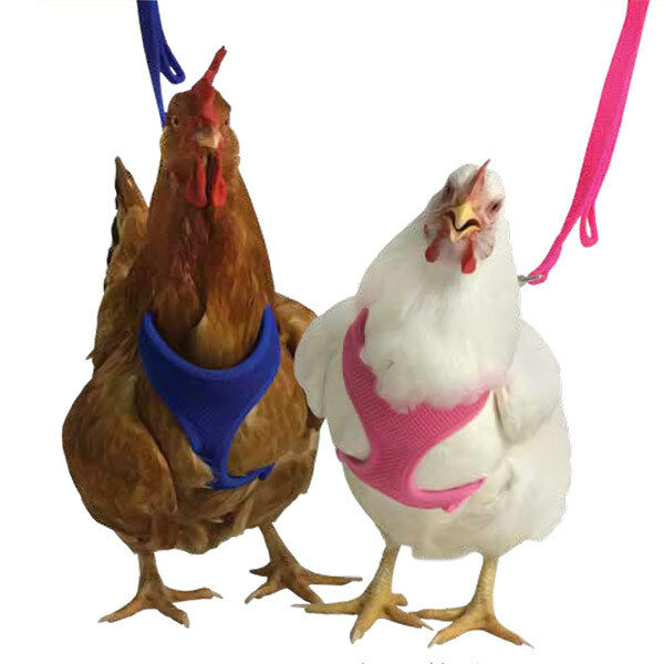 Walk Your Chicken Harness (take 'em For A Walk), Leash Sold Separately